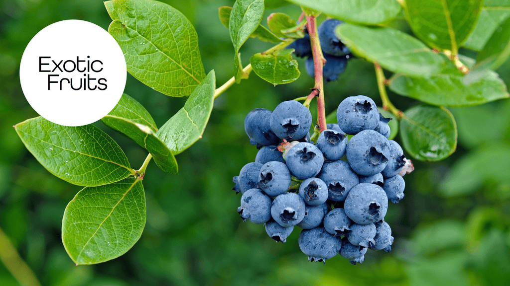 How to Grow Blueberries at Home in the UK