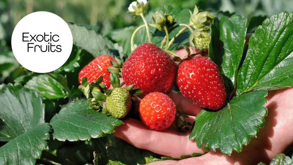 How to Grow Strawberries at Home in the UK
