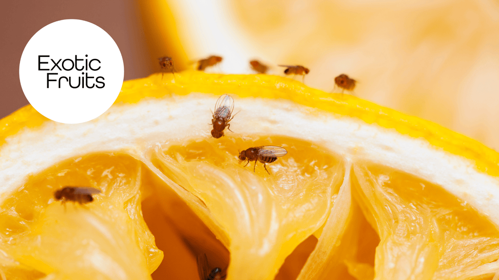 Where Do Fruit Flies Come From? & How To Get Rid Of Fruit Flies