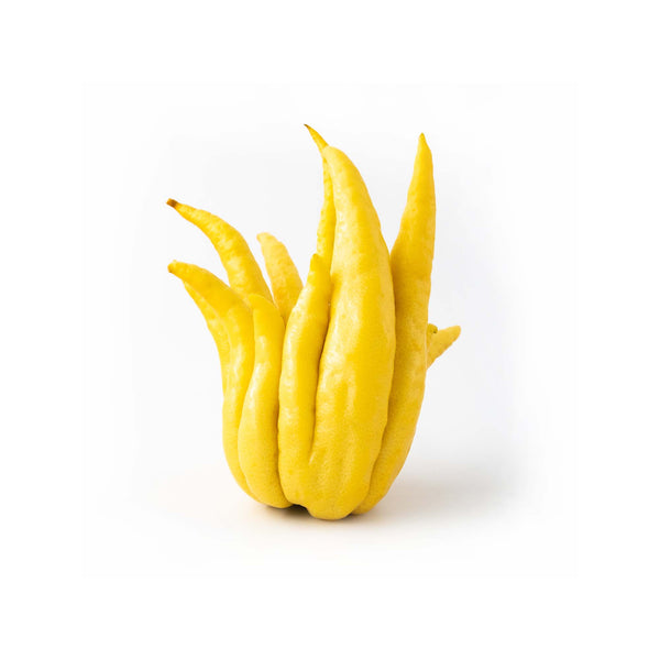 Buy Buddha's Hand For Sale Online Now Rare Exotic Fruits UK Delivery