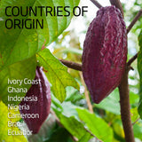 Cacao Bean / Pod | Exotic Fruits - Rare & Tropical Exotic Fruit Shop UK