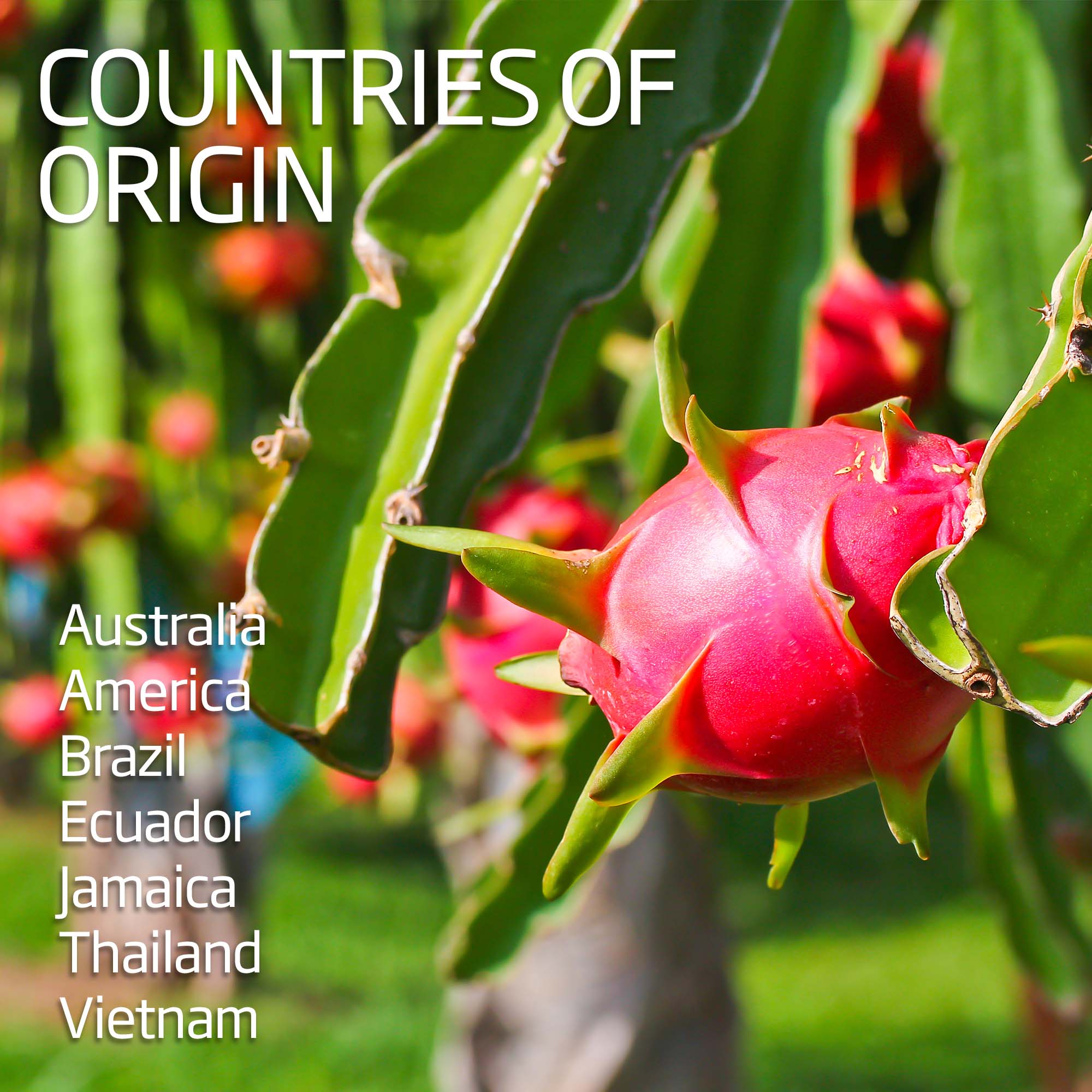 Dragon Fruit / Pitaya - White | Exotic Fruits - Rare & Tropical Exotic Fruit Shop UK