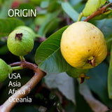 Guava - pink flesh | Exotic Fruits - Rare & Tropical Exotic Fruit Shop UK