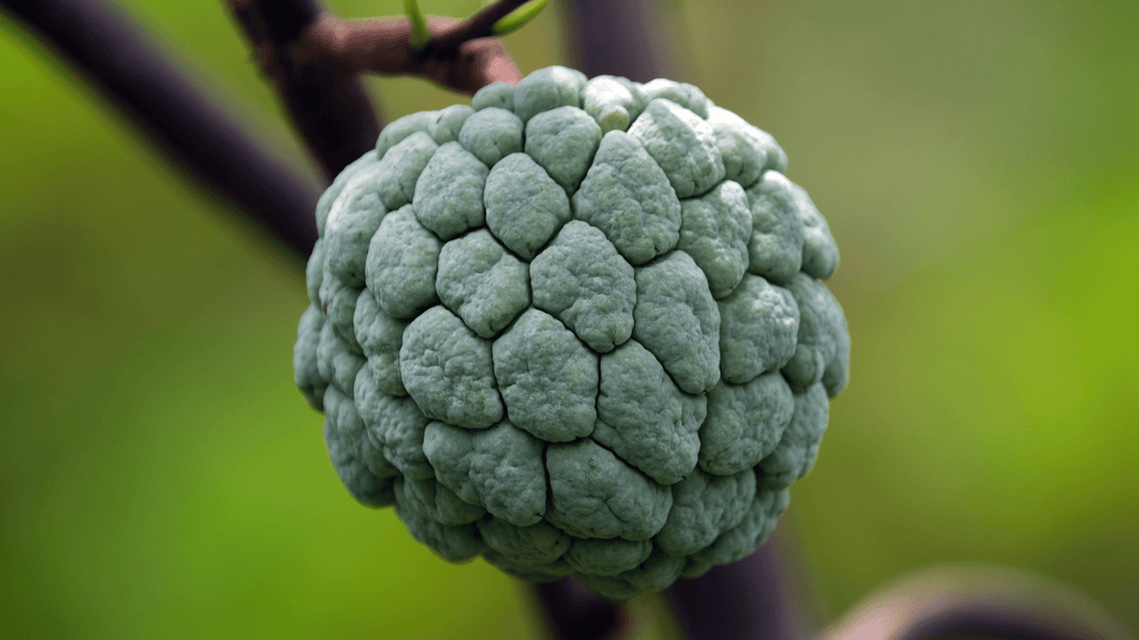 10 of the Sweetest Fruits in the World