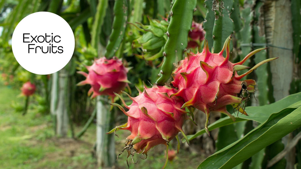 How to Grow Dragon Fruit in the UK