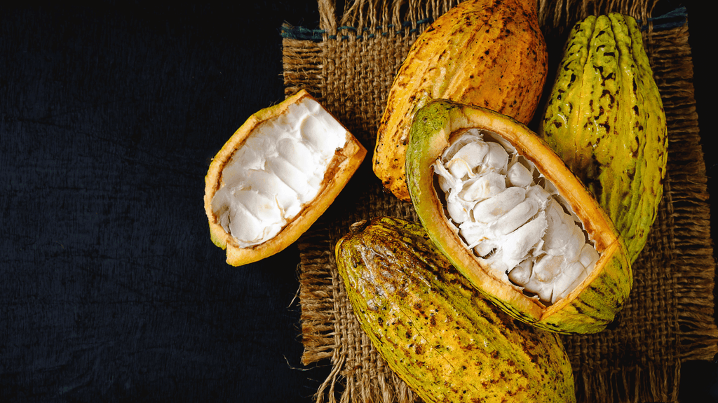 How to Turn Fresh Cacao Pods Into Chocolate
