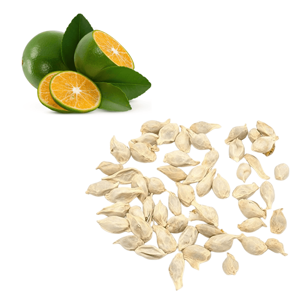 Lime - Calamansi Seeds