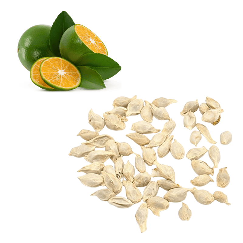 Lime - Calamansi Seeds