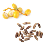 Dates - Yellow Fresh Seeds