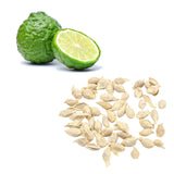 Lime - Kaffir / Makrut Seeds | Exotic Fruits - Rare & Tropical Exotic Fruit Shop UK