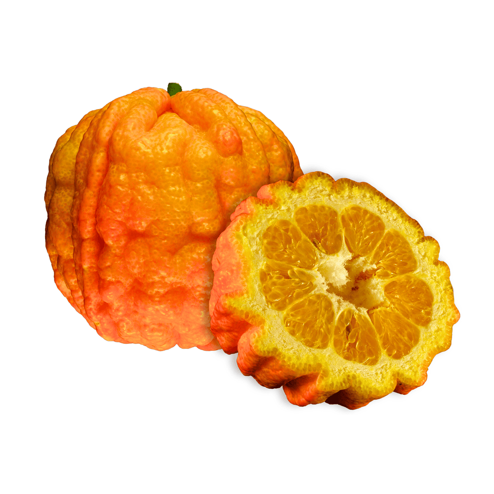 Orange - Seville