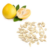 Pomelo - Honey Seeds