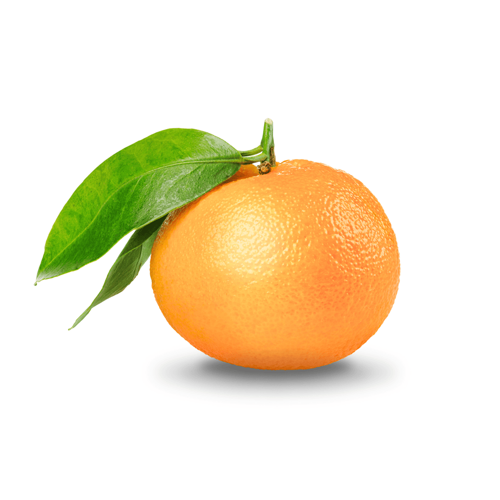 Satsuma - Bella Bella