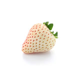 Strawberry - Whiteberry