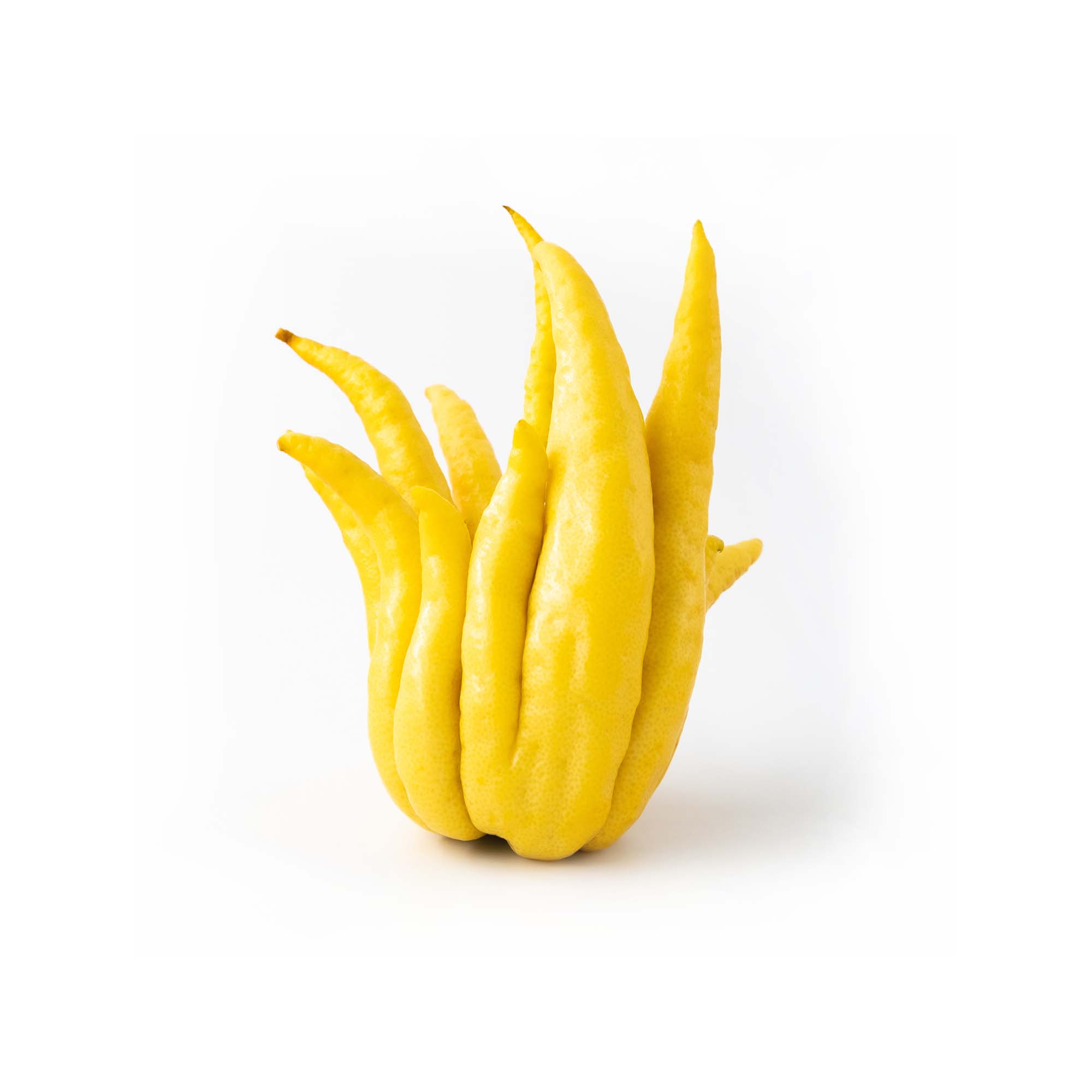 Buddha's Hand | Exotic Fruits - Rare & Tropical Exotic Fruit Shop UK
