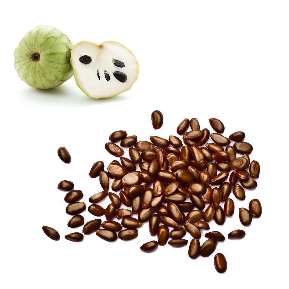 Custard Apple - Cherimoya Seeds