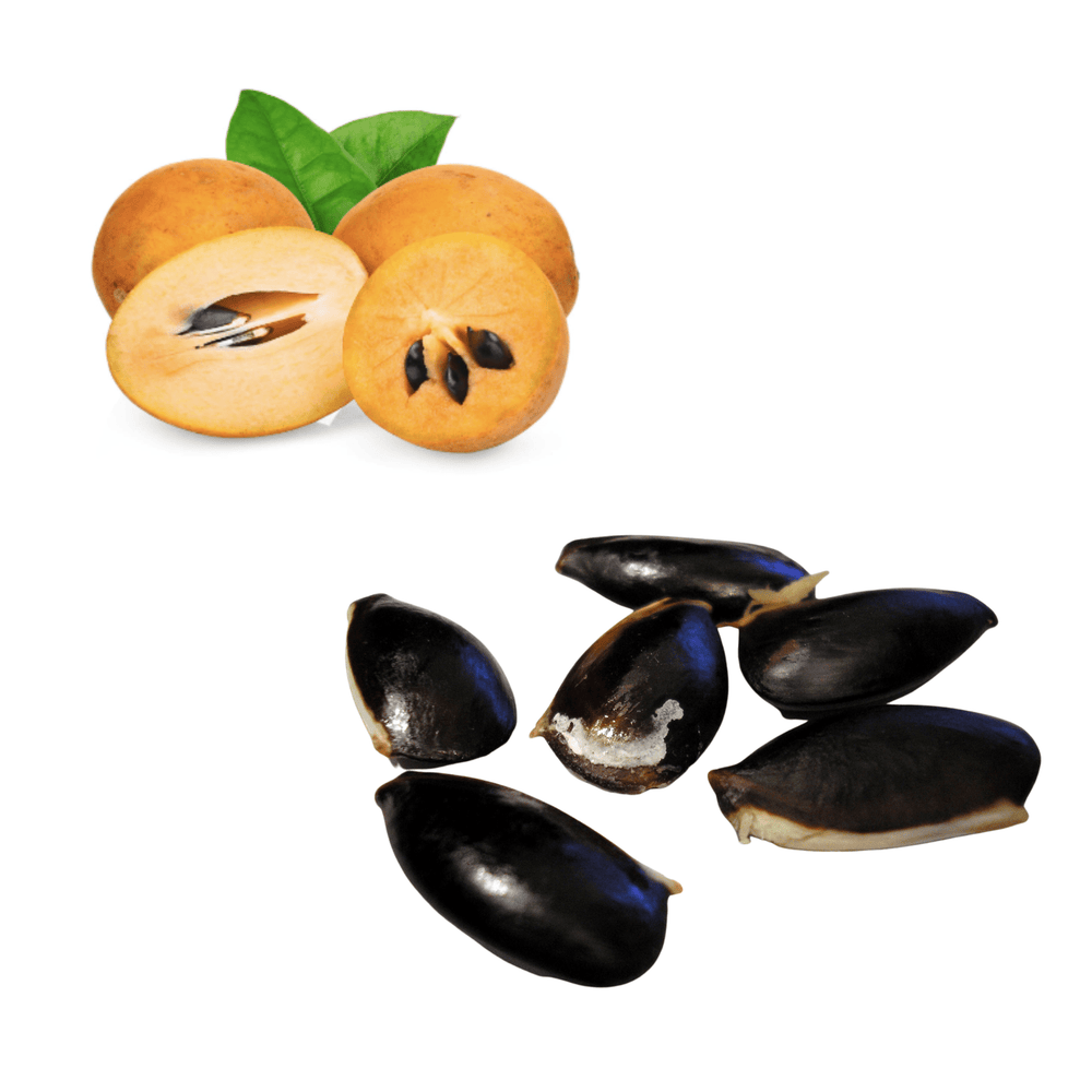 Chikoo / Sapodilla Seeds