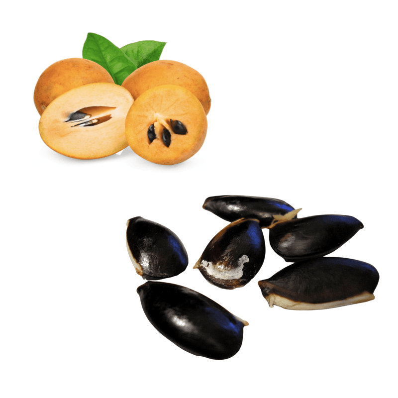 Chikoo / Sapodilla Seeds