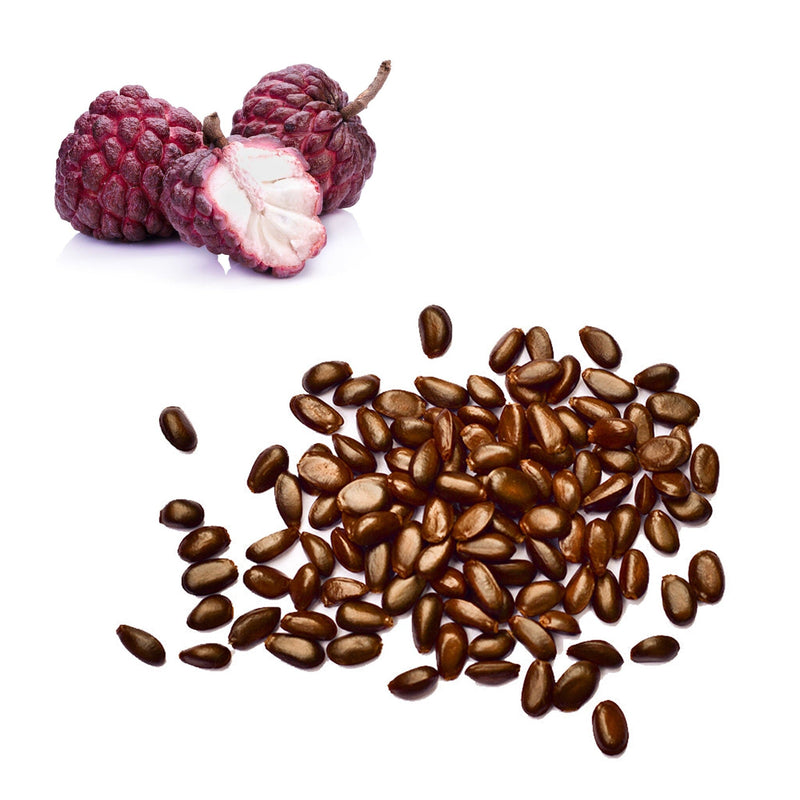 Custard Apple - Red Seeds