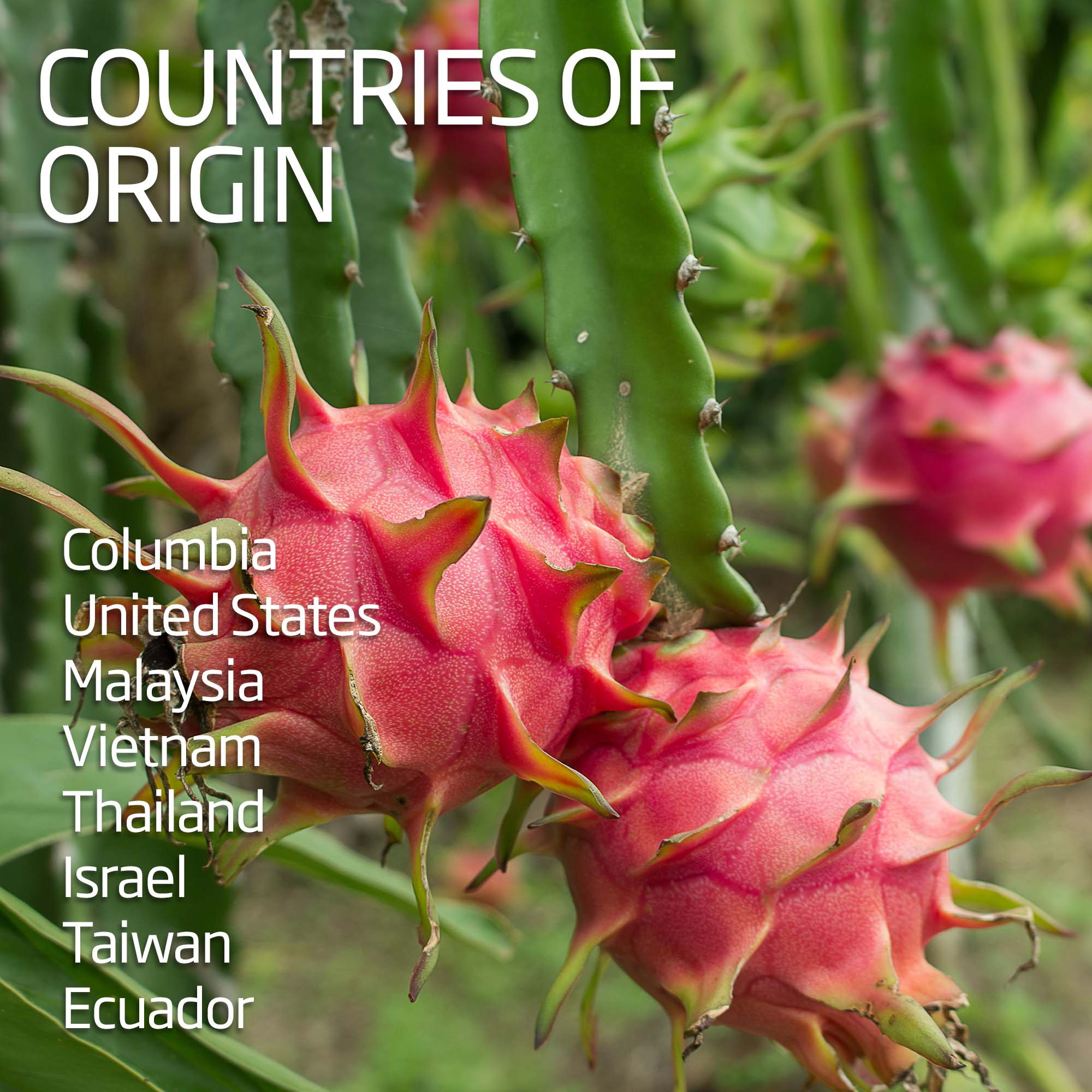Dragon Fruit / Pitaya - Red | Exotic Fruits - Rare & Tropical Exotic Fruit Shop UK