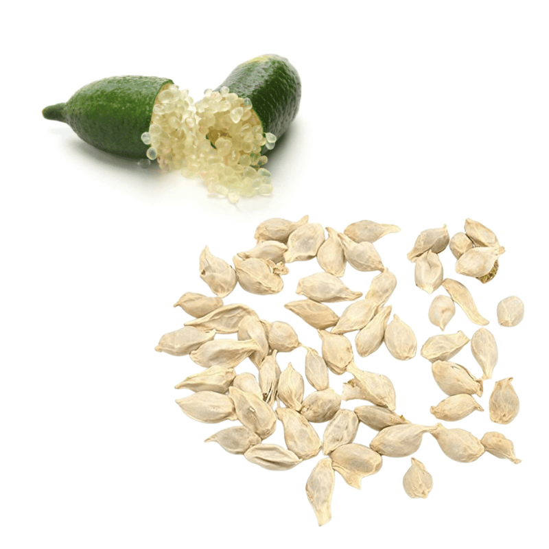 Lime - Finger / Caviar - Green Seeds