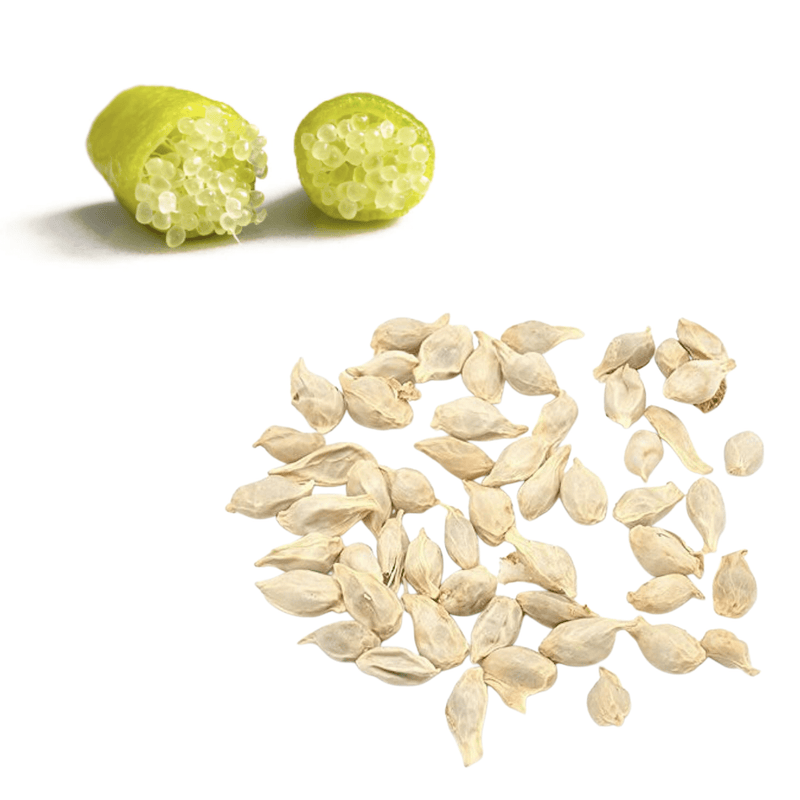 Lime - Finger / Caviar - Yellow Seeds