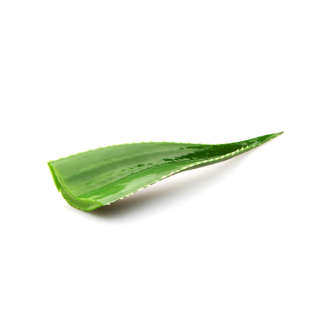 Where Can I Buy Aloe Vera Leaf Buy Aloe Vera Leaf Online Now - Rare Exotic Fruit, UK Delivery – Exotic