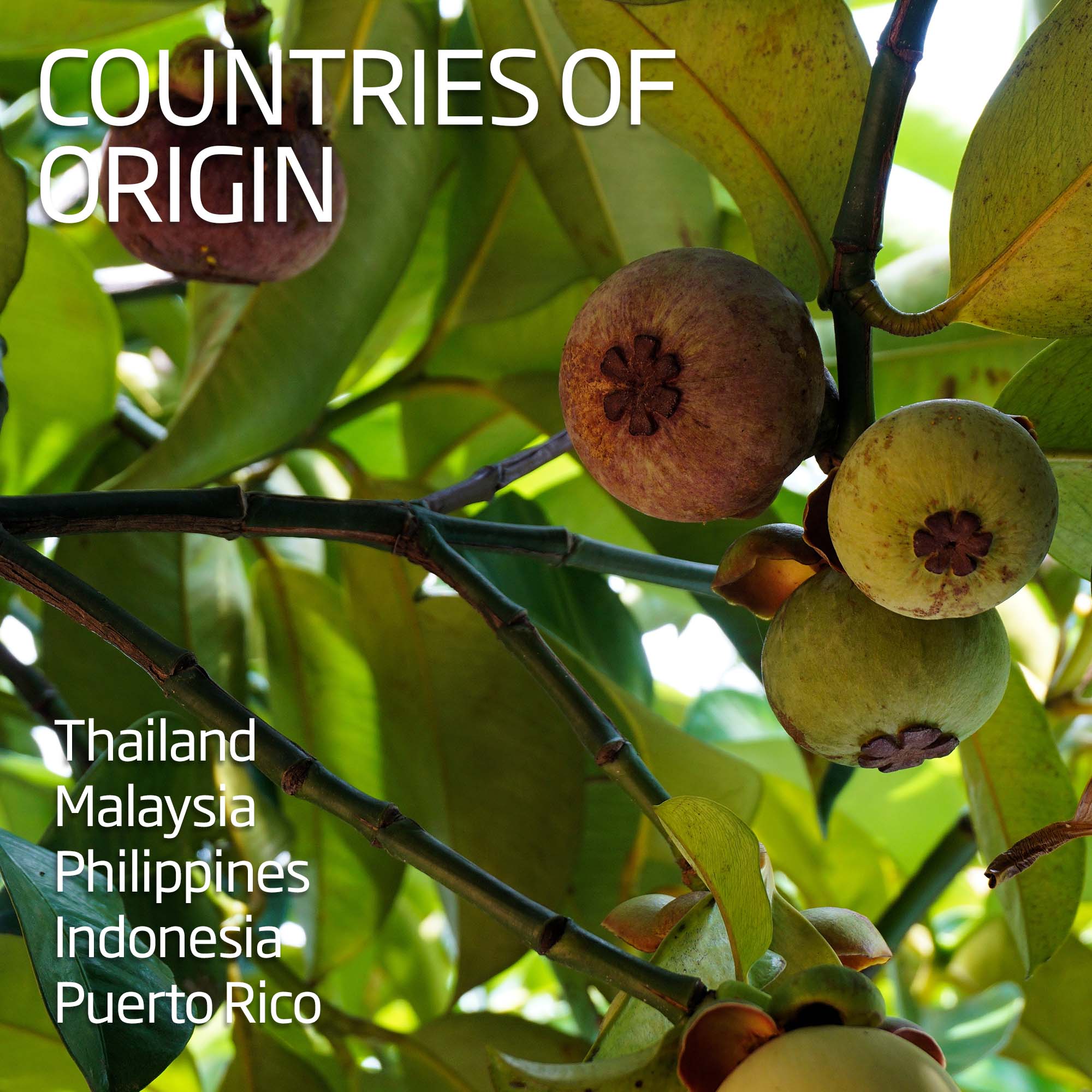 Mangosteen | Exotic Fruits - Rare & Tropical Exotic Fruit Shop UK