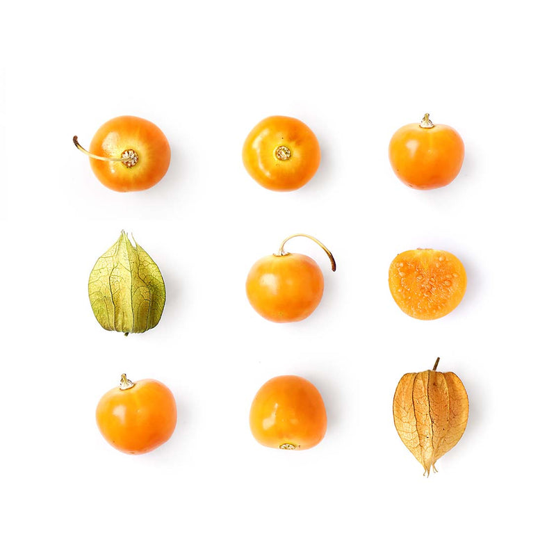 Physalis