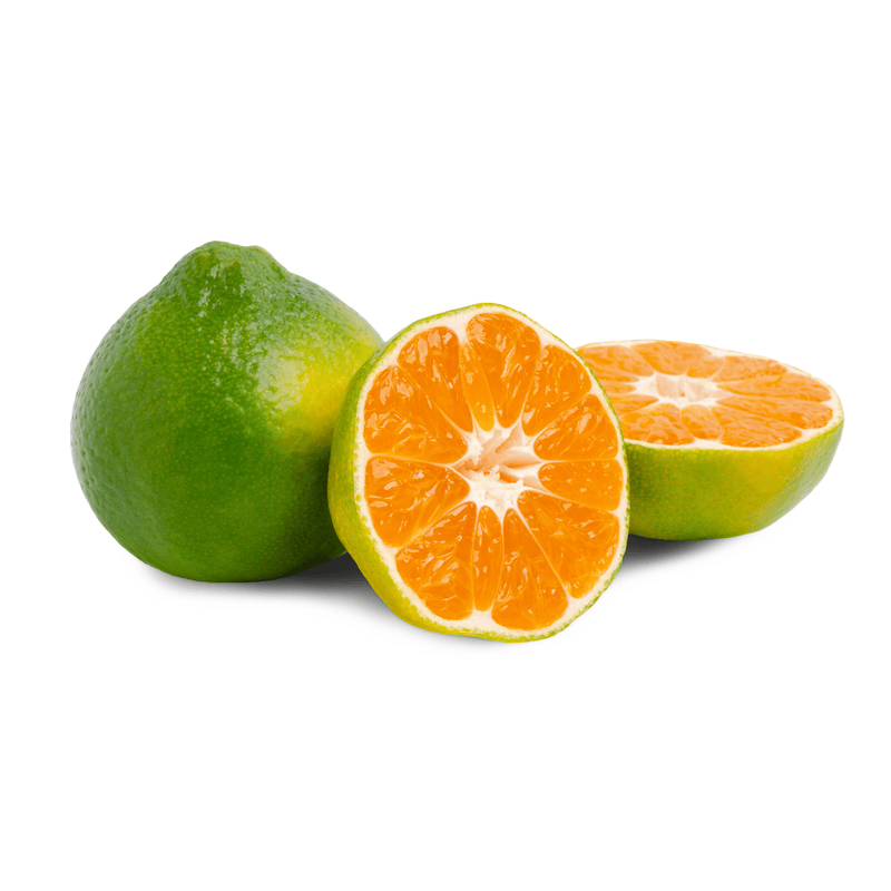 Satsuma - Iwasaki