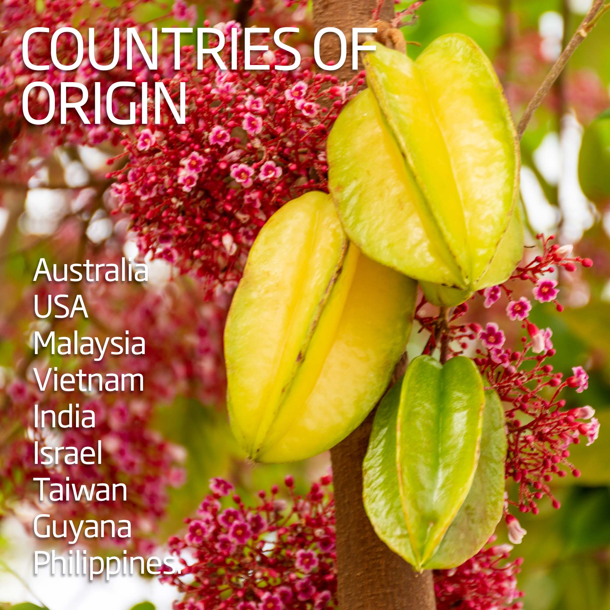 Star Fruit - Carambola | Exotic Fruits - Rare & Tropical Exotic Fruit Shop UK
