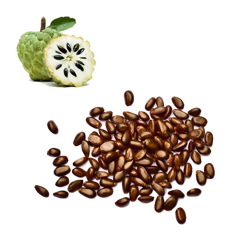 Apple - Sugar / Sweetsop Seeds