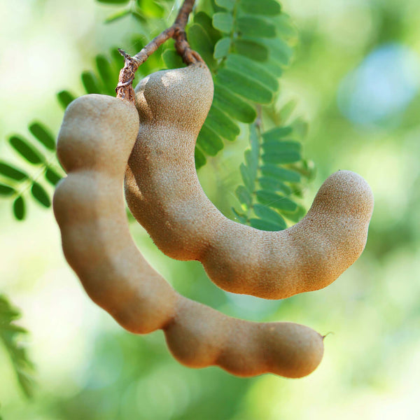 Buy fresh Tamarind For Sale Online Now Rare Exotic Fruit UK Delivery ...