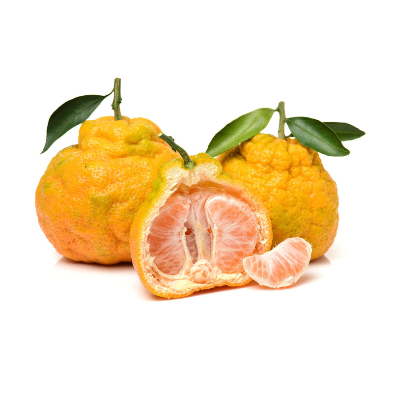 Ugli Fruit - Jamaican Tangelo